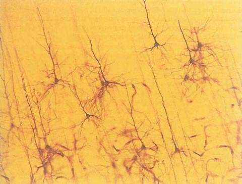 Organisation du cortex cérébral, selon Ramon y Cajal. Source: DeFilipe et Jones