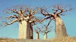Baobab A. digitata, Afrique