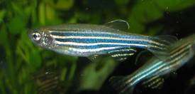 Le poisson zèbre, Danio rerio, est aussi capable de régénération. © Wikimedia Commons