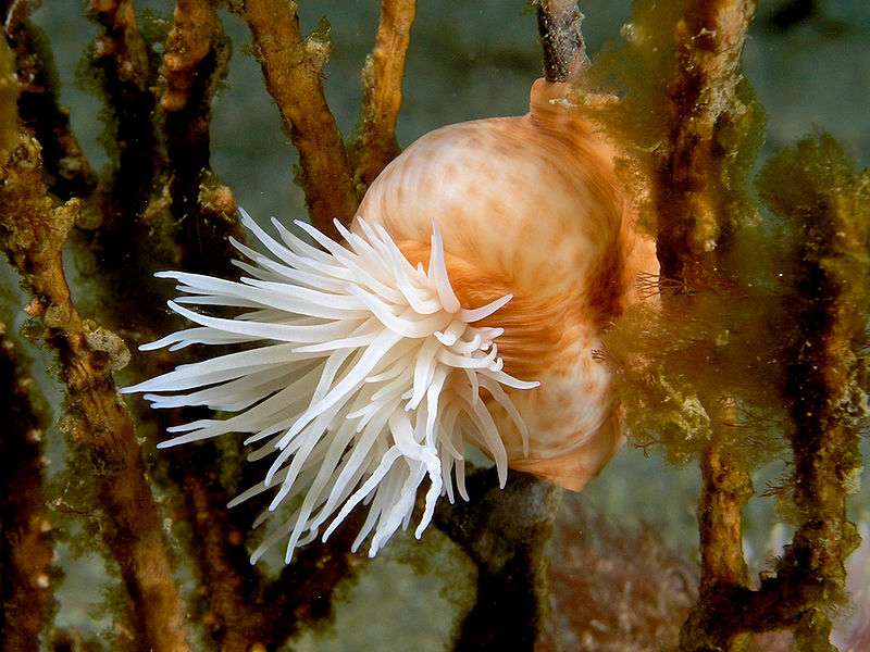 photo photo d anemone de mer prise au timor oriental