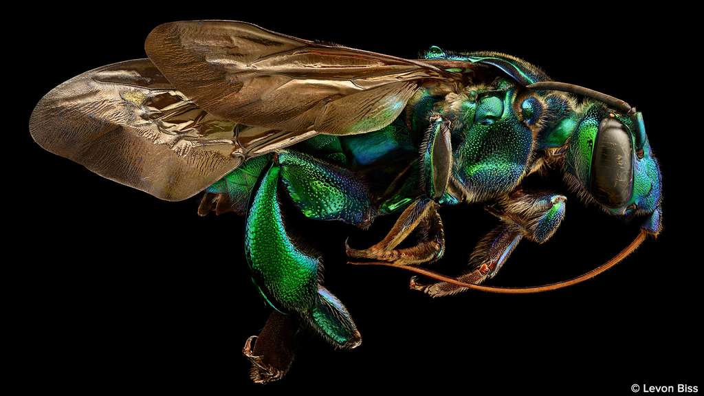 Exaerete frontalis, l’étonnante abeille coucou Exaerete frontalis, l’étonnante abeille coucou