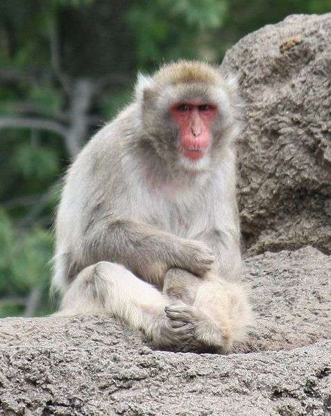 Definition Macaque Japonais Singe Des Neiges Macaca Fuscata Futura Planete