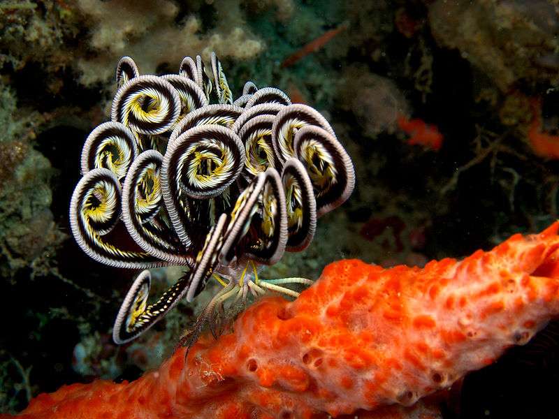 Une plongée sous-marine à la découverte des comatules Une plongée sous-marine à la découverte des comatules