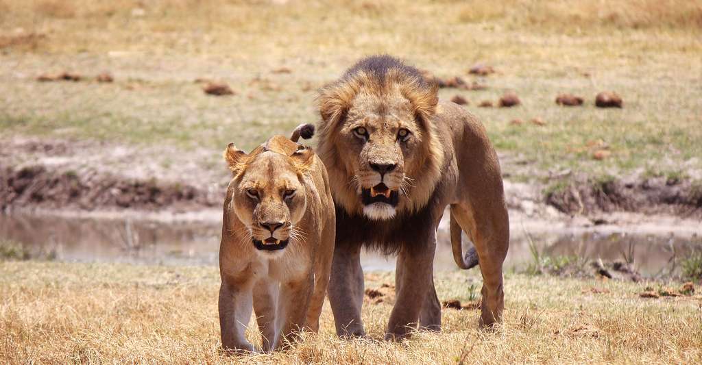 parc national d'etosha