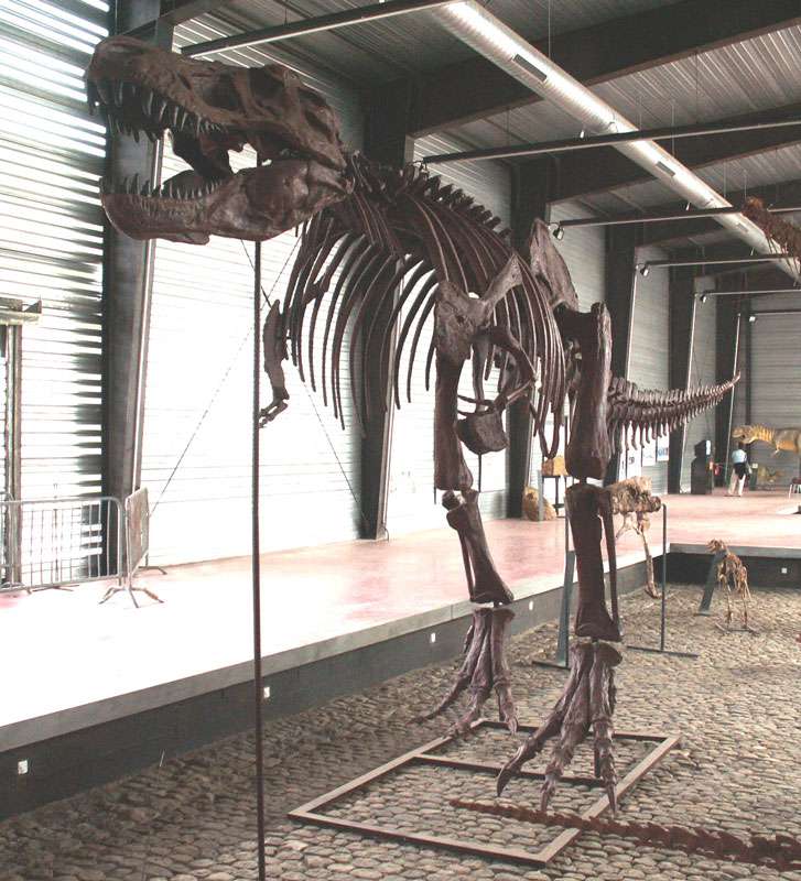 Le célèbre Tyrannosaurus rex Le célèbre Tyrannosaurus rex