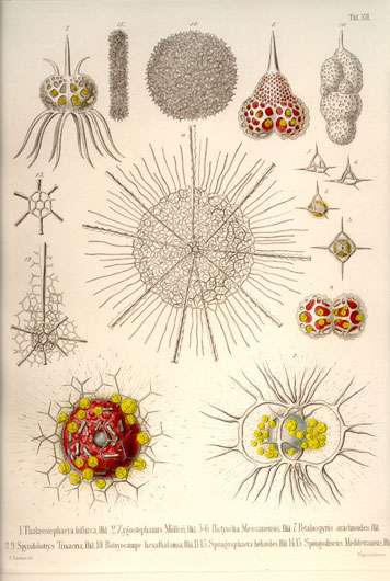 Planche de radiolaires de Haeckel