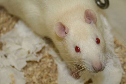 Des souris ont pu être sauvées d'une infection par le virus Ébola grâce à l'inoculation d'un vaccin. © Jepoirrier, Flickr cc by sa 2.0