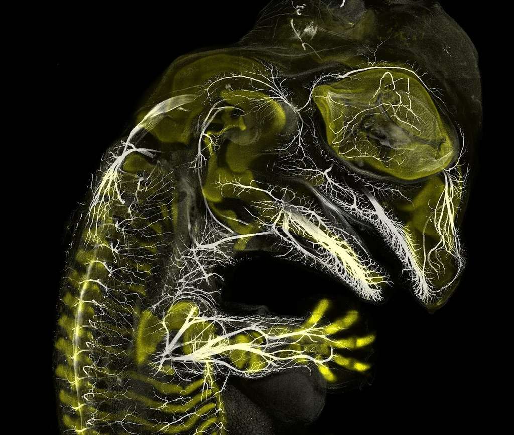 Un embryon d’alligator grossit dix fois. © Daniel Smith Paredes, Nikon Small World