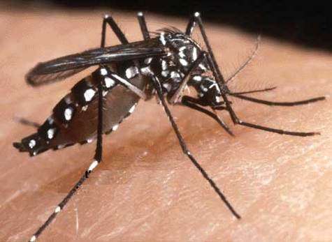 Jeudi dernier, un premier cas de contamination par le virus du chikungunya en France a été confirmé par le ministère de la Santé ; Ce dernier a demandé à l'InVS de mener une enquête...