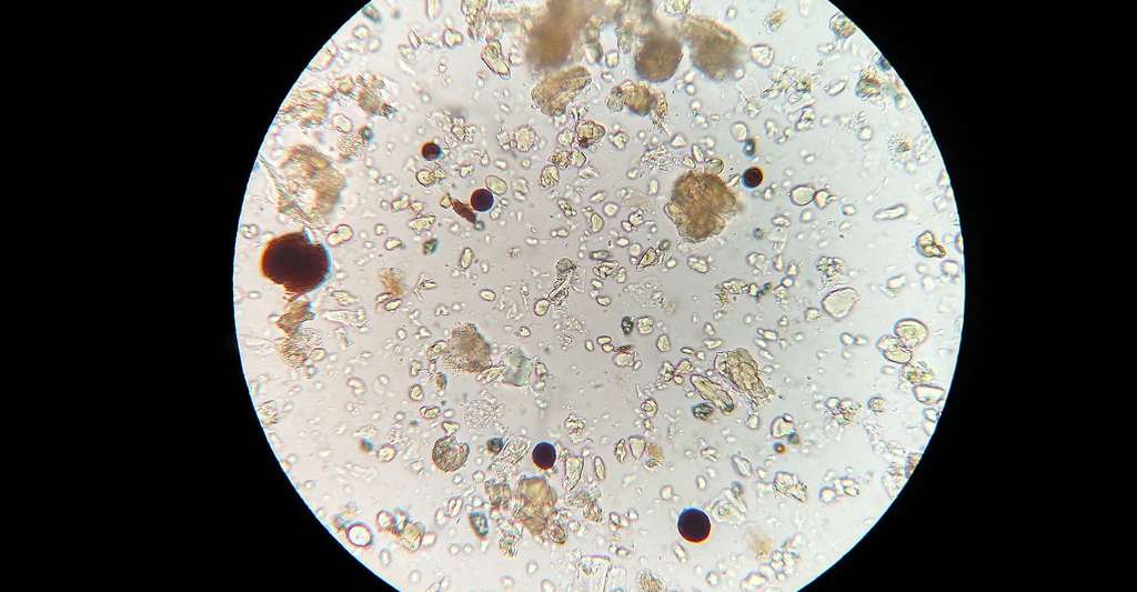 Micro-organismes vus au microscope. © Malucero, Domaine public