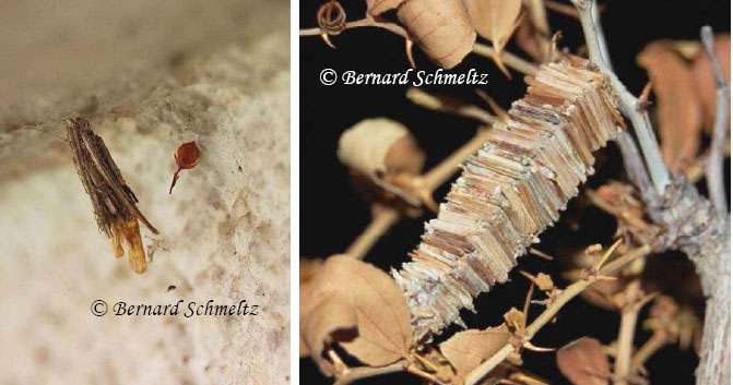 À gauche, fourreau de Psychidé vide. À droite, fourreau de Megalophanes sp. © Bernard Schmeltz