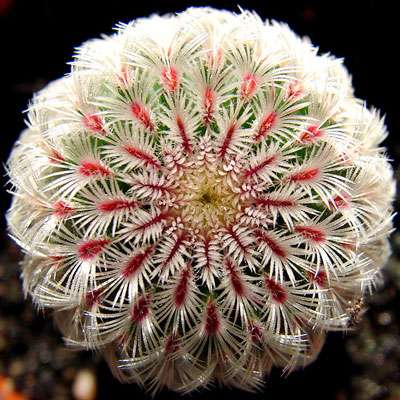 Echinocereus. © Billy Liar, Flickr, Licence Creative Common by-nc-sa 2.0 