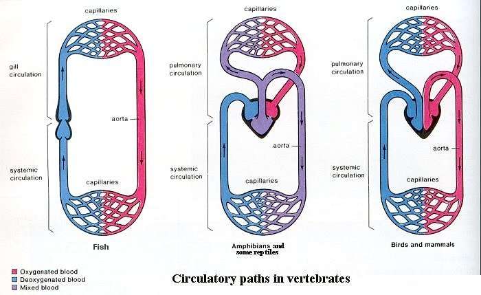 Système circulatoire des poissons (à gauche), des amphibiens et reptiles (au centre), des oiseaux et mammifères (à droite). © Domaine public