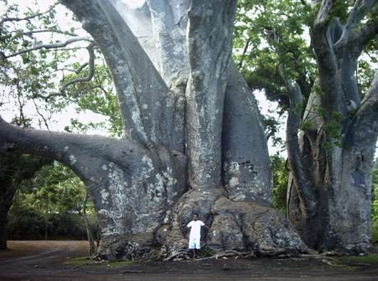 L'un des plus imposants baobabs (A. digitata) à Mayotte. © S. Garnaud - Reproduction et utilisation interdites