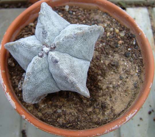 Astrophytum myriostigma Astrophytum myriostigma
