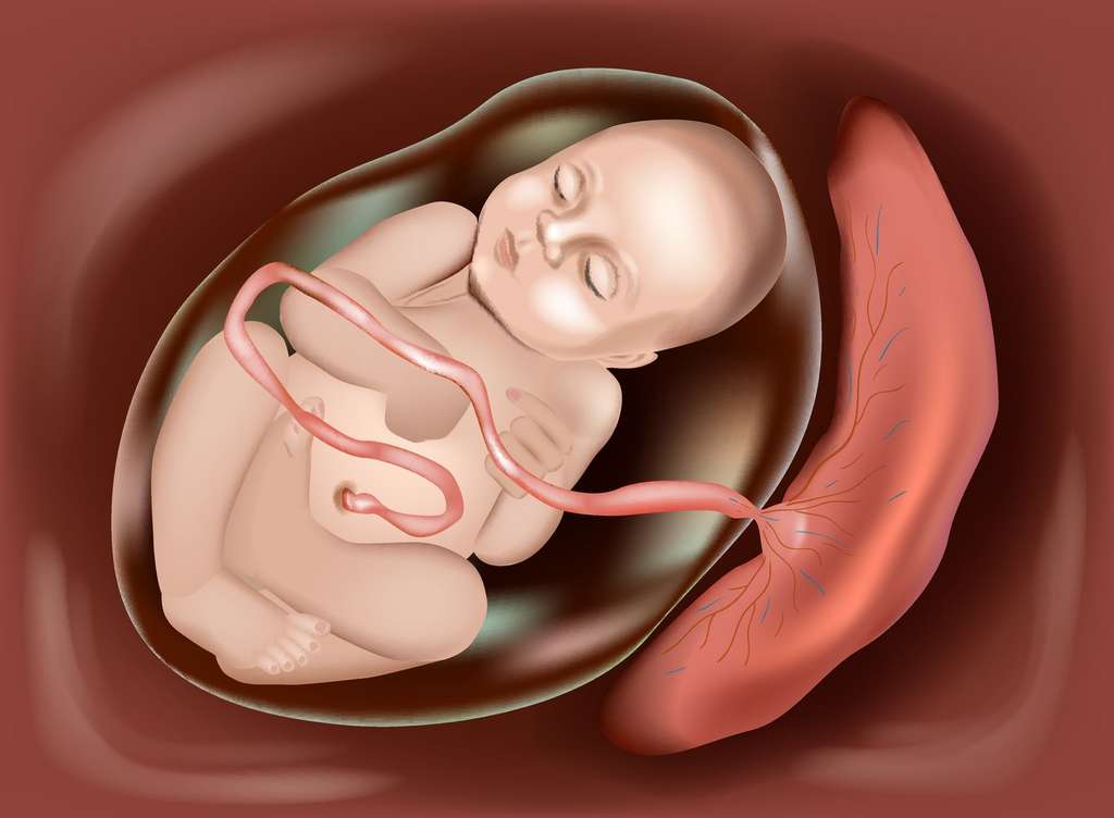 Le placenta est un organe en forme de disque qui permet les échanges nutritifs entre la mère et le fœtus. © sakurra, Fotolia