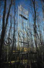 Echafaudages en forêt de chênes sessiles (Champenoux) pour la mesure in situ des échanges gazeux et de la croissance. (Photo Michel Pitsch) Echafaudages en forêt de chênes sessiles (Champenoux) pour la mesure in situ des échanges gazeux et de la croissance. (Photo Michel Pitsch)
