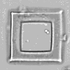 Dans cette animation, on peut observer en accéléré des bactéries qui se multiplient dans une cage microscopique. En fonction de sa taille, les chercheurs peuvent connaître assez précisément le nombre de cellules présentes à la fin de l'expérience. Il est ensuite possible de récupérer ces bactéries et d’étudier l'expression des gènes dans différentes conditions. © Connell et al, Pnas Dans cette animation, on peut observer en accéléré des bactéries qui se multiplient dans une cage microscopique. En fonction de sa taille, les chercheurs peuvent connaître assez précisément le nombre de cellules présentes à la fin de l'expérience. Il est ensuite possible de récupérer ces bactéries et d’étudier l'expression des gènes dans différentes conditions. © Connell et al, Pnas