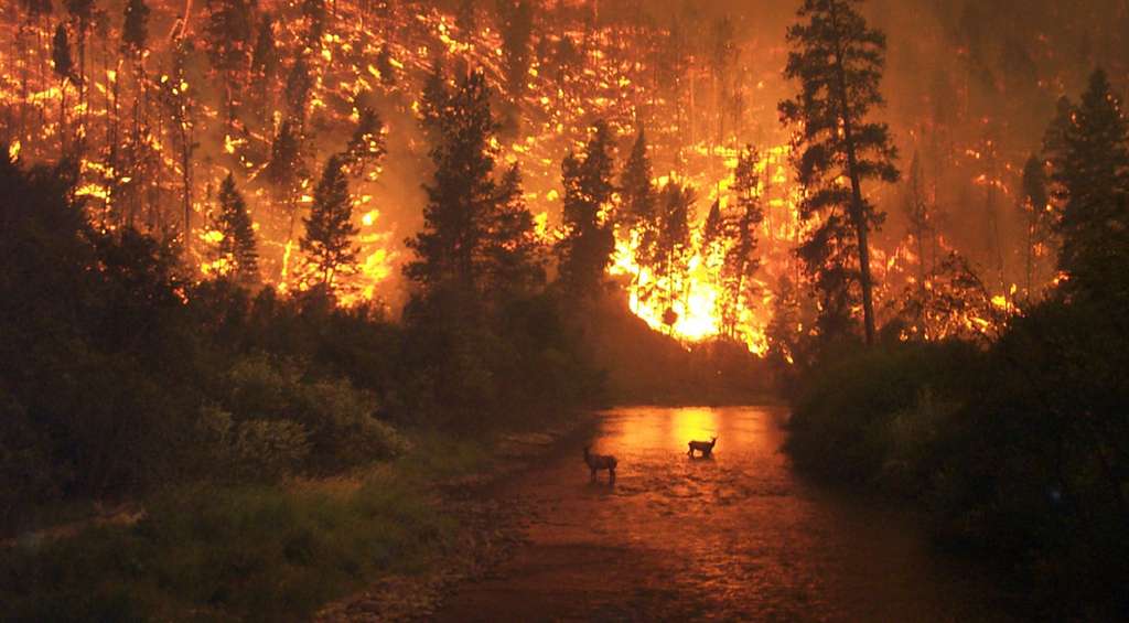 Feux de forêts dans le Montana. © John McColgan, Bureau of Land Management, Alaska Fire Service – Alaskan Type I Incident Management Team, wikimedia commons, DP