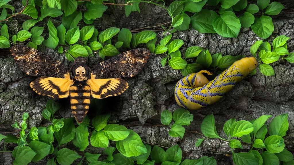 Un papillon qui fait froid dans le dos Un papillon qui fait froid dans le dos