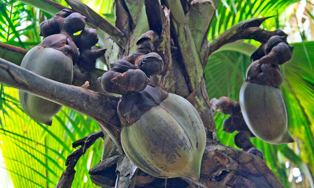 Le coco-fesse, fruit du cocotier de mer Le coco-fesse, fruit du cocotier de mer