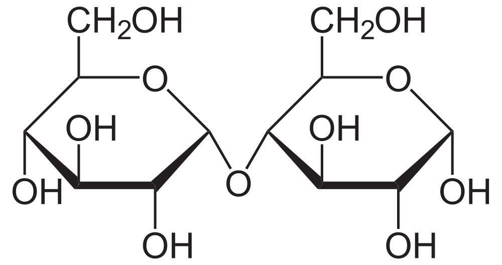 Le maltose est constitué de deux molécules de glucose. © Wikipedia