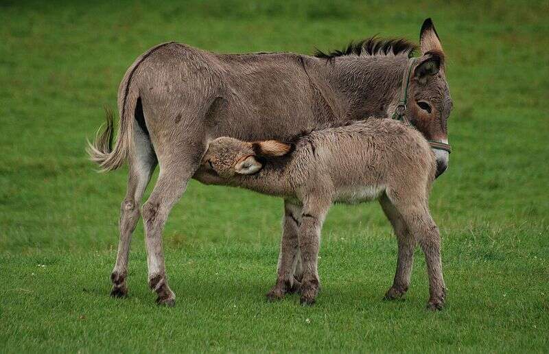 Photo Une Anesse Et Son Anon En Pologne