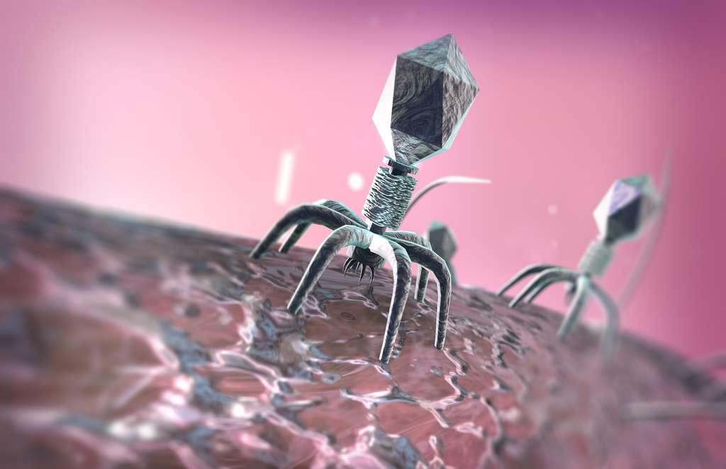 Les phages sont des virus qui infectent les bactéries. Ils possèdent un génome à ADN et certains ont une forme qui rappelle un petit robot. © evve79, Fotolia