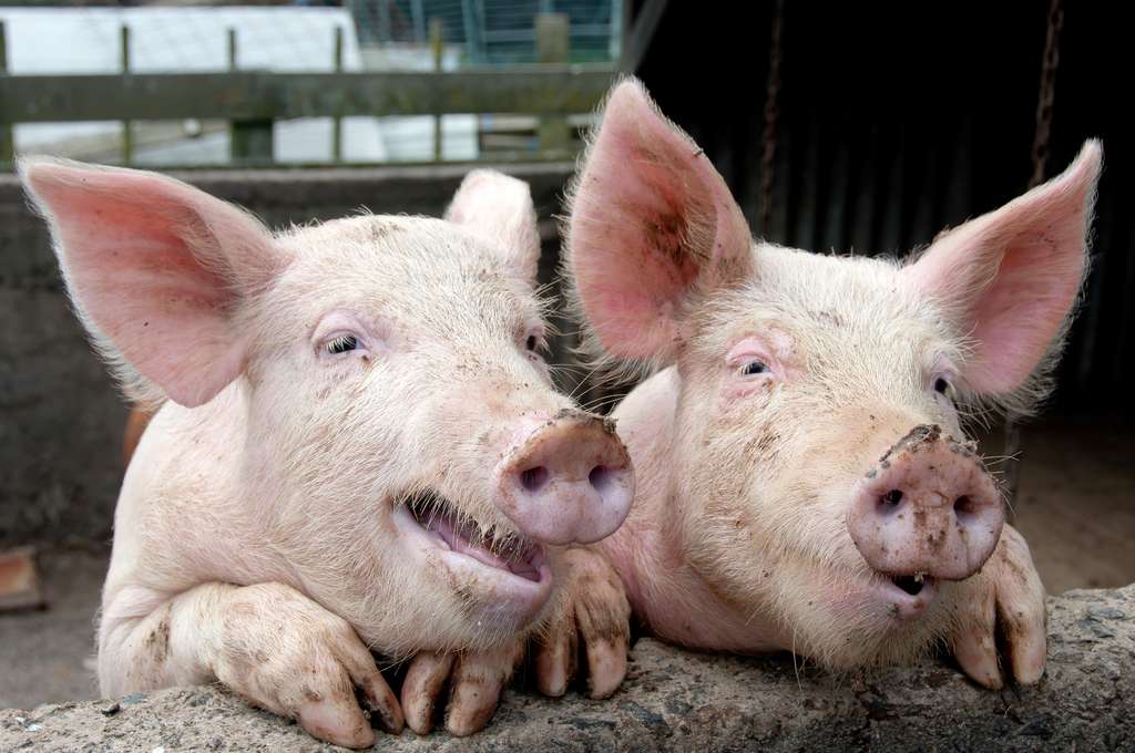Les cochons communiquent entre eux. Ils se parlent à grand renfort de cris et de grognements. Une intelligence artificielle nous traduit aujourd’hui leur langage. © Janecat, Adobe Stock
