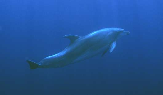 Grand dauphin © WWW.Fr - Tous droits de reproduction interdit