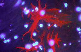 Astrocytes (en rouge) dans une culture de cellules issues de cortex de souris. En bleu, les noyaux des cellules non marquées de la culture. © Karin Pierre, Institut de Physiologie, UNIL, Lausanne, DR