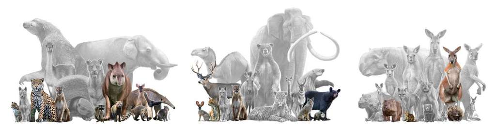Ici, les mammifères qui peupleraient le centre de la Colombie (gauche), le sud de la Californie (milieu) et la Nouvelle-Galles du Sud en Australie (droite), si l'Homme n'avait pas causé des réductions et extinctions depuis le Pléistocène supérieur. © Oscar Sanisidro, University of Alcalá