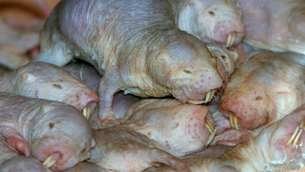 Une pile de rats-taupes nus, d'« adorables » rongeurs. © Ger Bosma, Alamy Stock Photo