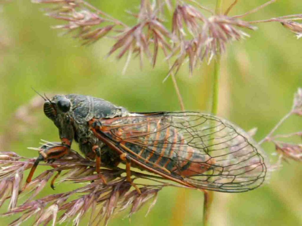 Cicadetta montana - Petit cigale de montagne Cicadetta montana - Petit cigale de montagne