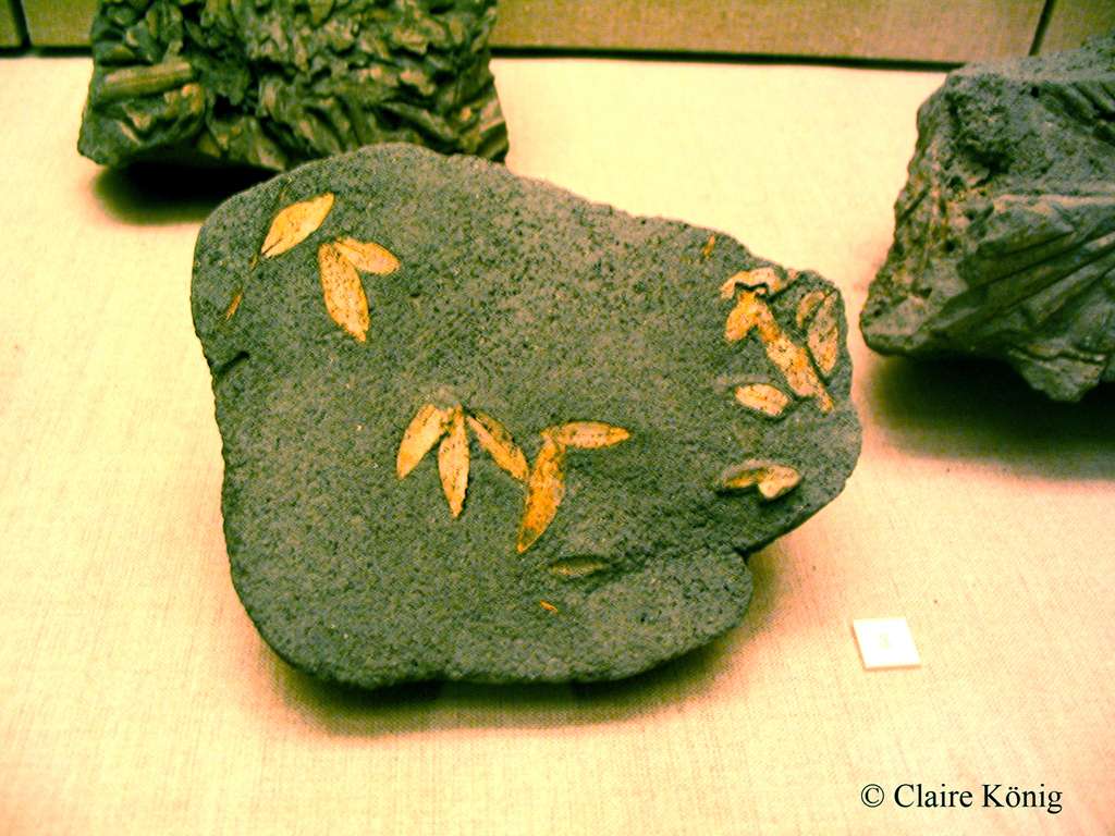 Fossile de feuilles d’olivier (Santorin). © Claire König