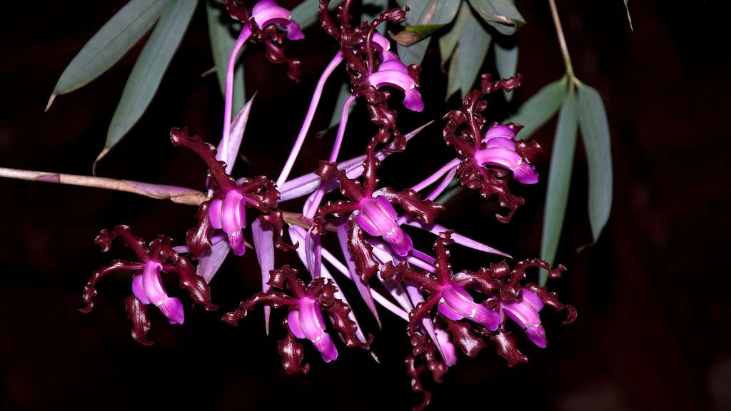 L'orchidée Schomburgkia splendida L'orchidée Schomburgkia splendida