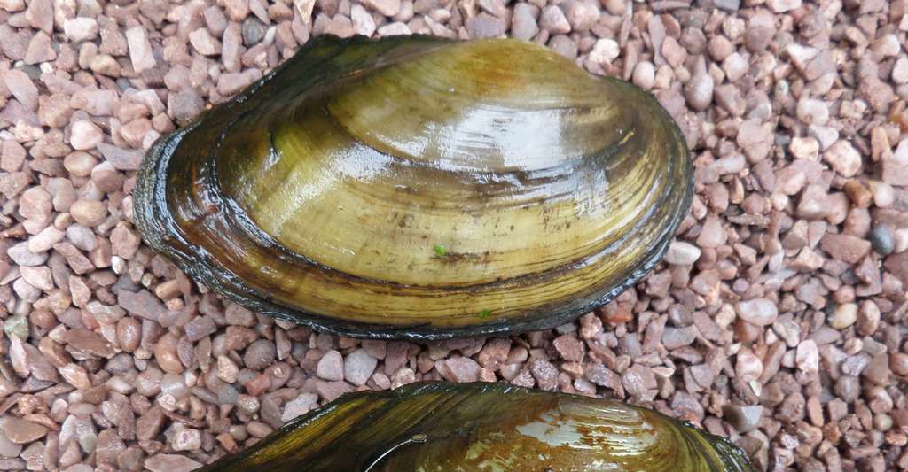 Deux mollusques (Anodonta cygnea). © Rosser1954 - CC BY-SA 4.0