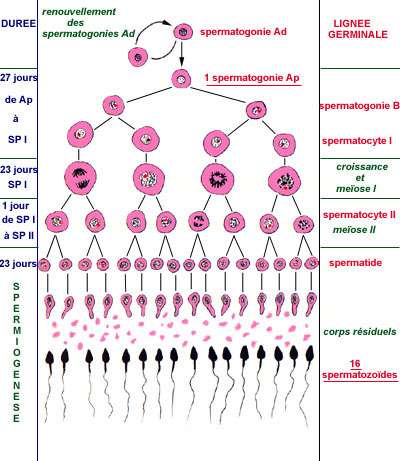 Les mutations de la lignée germinale, qui sert à la formation des spermatozoïdes, peuvent se transmettre à la descendance. © Nicole Vacheret