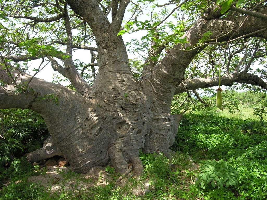 Baobab nain des îles de la Madeleine
