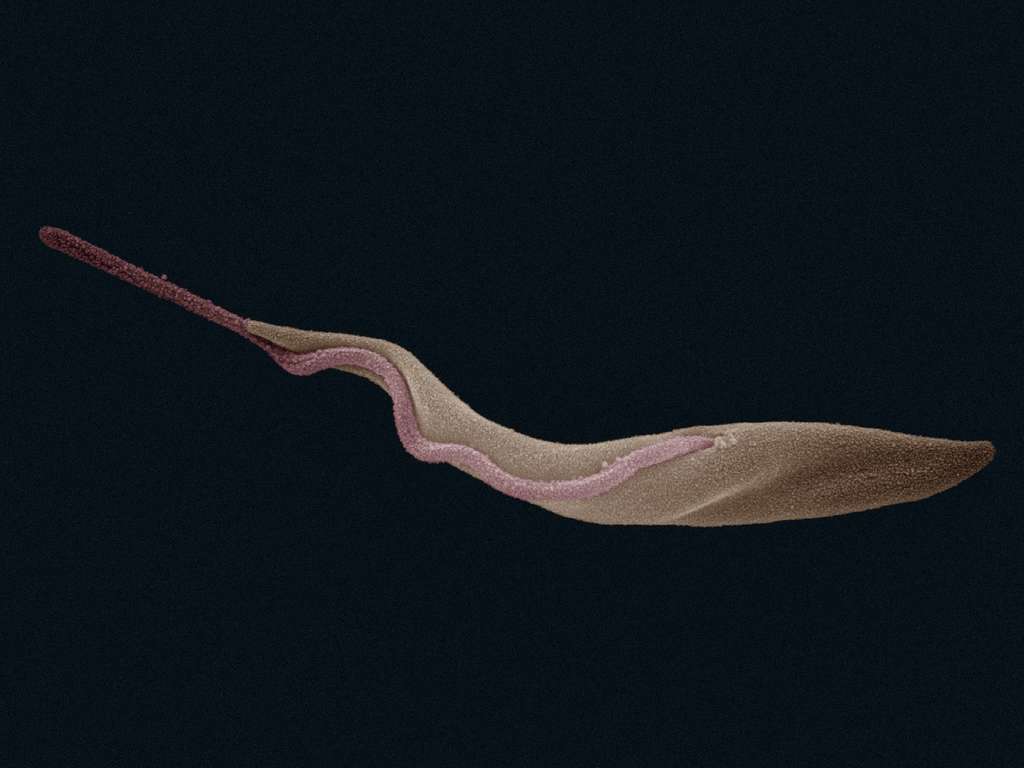 Trypanosoma brucei est un parasite qui provoque des trypanosomiases, comme la maladie du sommeil, chez l'Homme et les animaux. Il est transmis par des piqûres de mouche tsé-tsé. © Zephyris, Wikimedia Commons, cc by sa 3.0