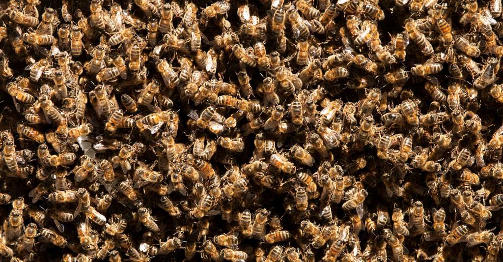 L’abeille a surtout été utilisée sur les champs de bataille d’antan. Mais certains n’ont pas hésité à s’aider de l’insecte plus récemment encore. © RomainQuéré, Adobe Stock