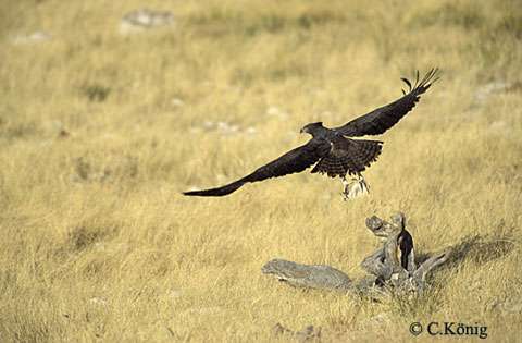 Tous Les Rapaces Diurnes Deurope Liste Dossier