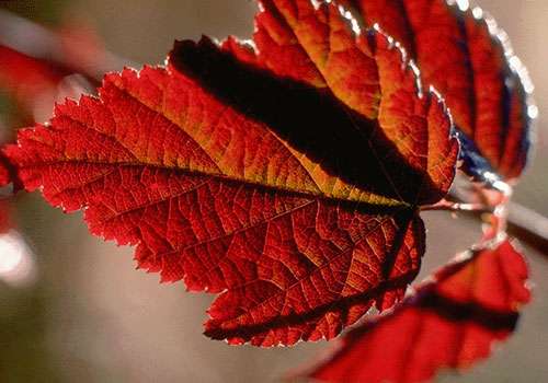 Rouge d'automne