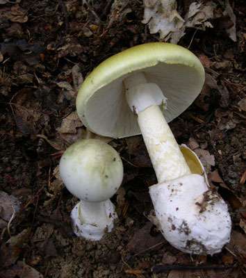 L'amanite phalloïde (Amanita phalloides) est un champignon mortel. © Archenzo, CC by-sa 3.0