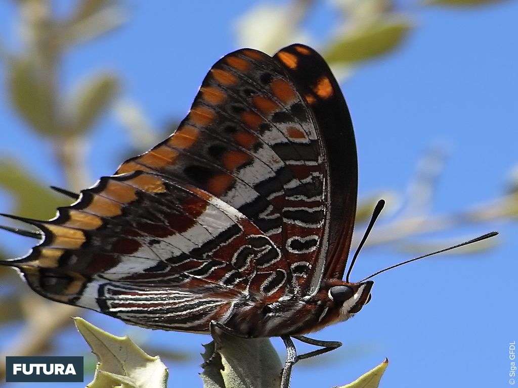 Papillon Pacha à deux queues