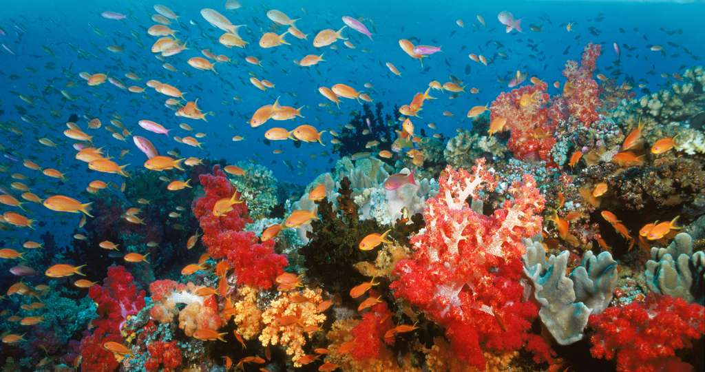 Le corail, un habitat unique et menacé Le corail, un habitat unique et menacé