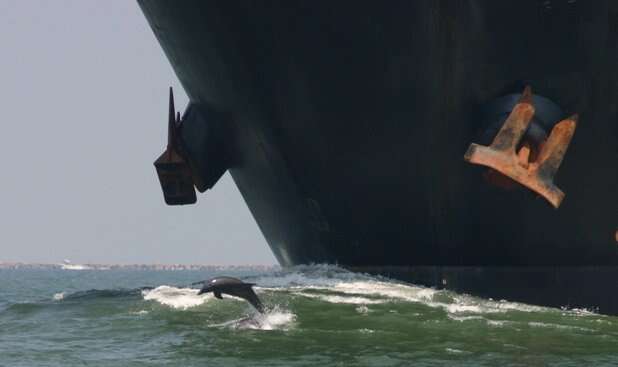 Le trafic maritime a engendré une pollution sonore pour les espèces marines. ©mhowry, Flickr, cc by 2.0