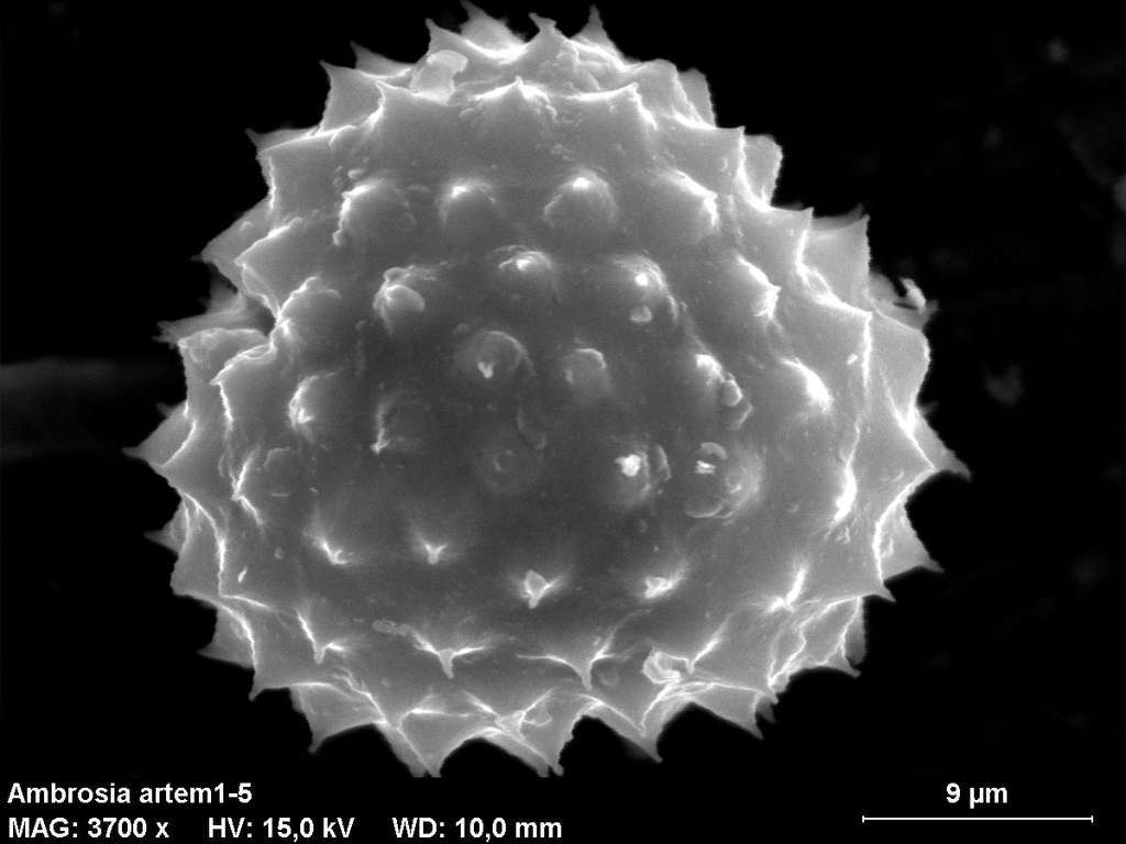 Grain de pollen d’Ambrosia artemisiifolia au microscope électronique à balayage. © Marie Majaura, CC BY-SA 3.0