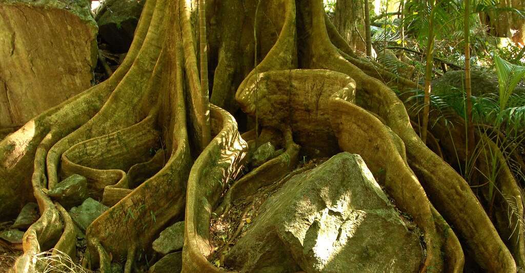Racines externes d'un arbre en forêt tropicale. © Hbieser, Pixabay, DP
