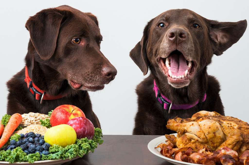 I ricercatori hanno studiato gli effetti sulla salute di una dieta vegana nei cani.  Non dicono nulla sull'appetito dei cani per le piante.  © Michael Pettigrew, Adobe Stock